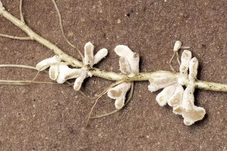 根瘤和根瘤菌.jpg 根瘤和根瘤菌