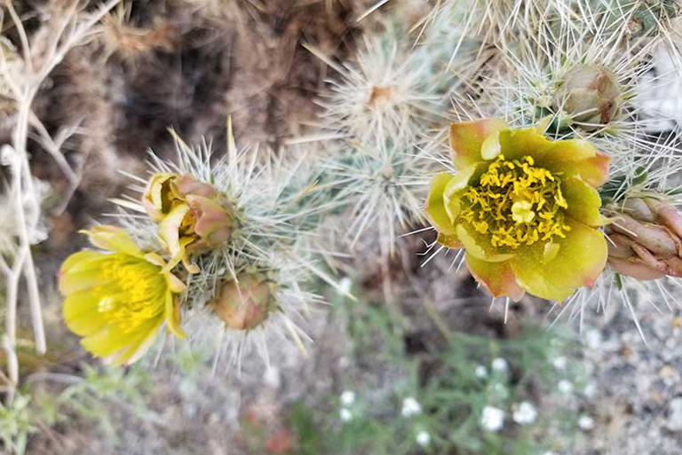 仿真樹.jpg 仿真樹