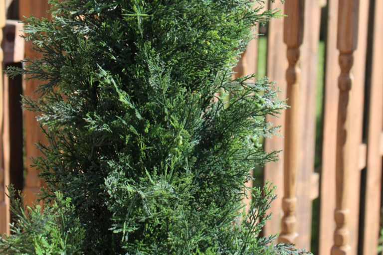 仿真樹.jpg 仿真樹