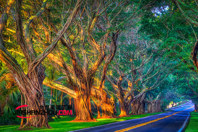 仿真樹.jpg 仿真樹