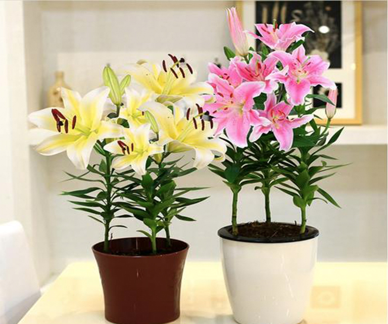 仿真樹(shù).jpg 仿真樹(shù)