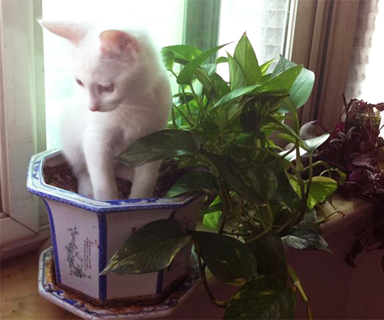 仿真樹(shù).jpg 仿真樹(shù)